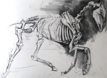 'Horse Skeleton', charcoal drawing
