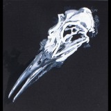 'Bird Skull', gouache/black paper with frame