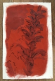 'Red Ochre Acanthus', pigment, walnut ink on paper