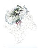 'Begonia Escargot', colored pencil