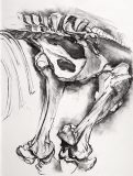 'Horse Pelvis', charcoal drawing on paper