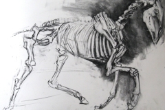 'Horse Skeleton', charcoal drawing