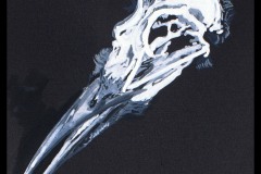 'Bird Skull', gouache/black paper with frame
