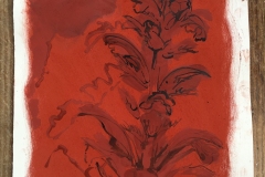 'Red Ochre Acanthus', pigment, walnut ink on paper