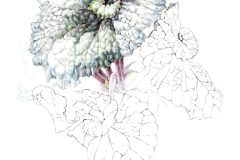 'Begonia Escargot', colored pencil