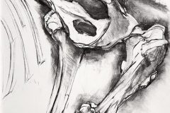 'Horse Pelvis', charcoal drawing on paper