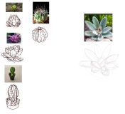 digital drawing, Plant Studies