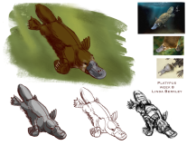 digital drawing/painting, Animal Studies