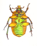 'Green Chafer Beetle', colored pencil, ink on vellum