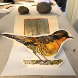 ‘Varied Thrush’Popup CardWC & ink with mixed media card