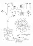 'London Pride, Saxifrage urbina', pen/ink, botanical illustration