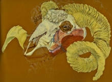 'Merino Ram', color pencil, acrylic on colored paper