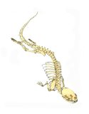 'River Otter - Skeletal Layer' ink, acrylic/vellum