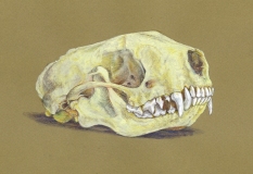'Striped Skunk Skull',, colored pencil, acrylic on colored paper