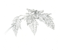 'Tomato Leaf', graphite drawing