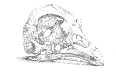 'Chicken Skull', pen/ink stippled drawing
