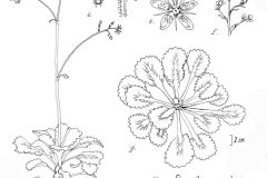 'London Pride, Saxifrage urbina', pen/ink, botanical illustration