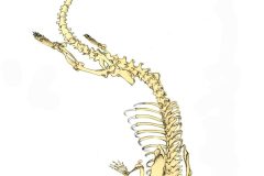'River Otter - Skeletal Layer' ink, acrylic/vellum