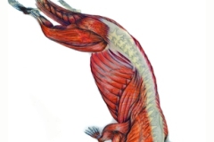 'River Otter', muscle layer, color pencil/vellum