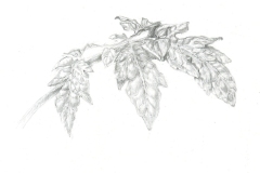 'Tomato Leaf', graphite drawing