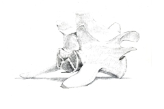'Vertebrae Study', graphite drawing