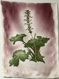 Acanthus