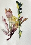 Seaweed Studies