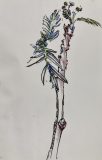 Windowsill Resident Garden, ink, colored pencil,
