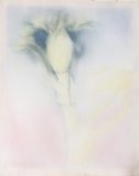 Angelica (in process), pigment on silk, 20”h x 16”w