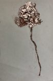 Holdfast Bloom