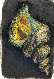 Shell Study