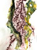 Kelp Studies