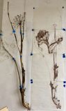 ‘Angelica, Life Cycle‘, conte/paper, 56” x 17” (in process)