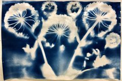 ‘Cyan Angelica I’, cyanotype plant print, 12” x 18”