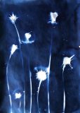 ‘Field Stars‘, cyanotype plant print, 11.5” x 8.25”