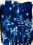 ’Field Viewpoint’, cyanotype plant print, 13.5” x 10”