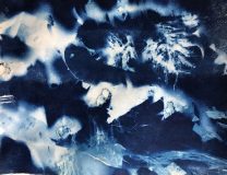 ‘Seaweed Constellation‘. Cyanotype plant print, 11” x 14”