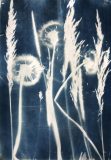 ‘Shifting in the Wind - Dandelions’, cyanotype plant print, 11.75” x 8.25”