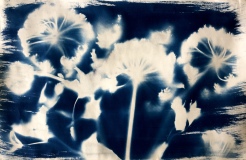 Cyan Angelica III