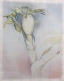 ‘Angelica, Leaves Emerging‘, pigment/silk, 20” x 15.5”
